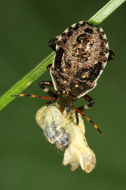 Picromerus bidens - tüskés címerespoloska Picromerus bidens - tüskés címerespoloska