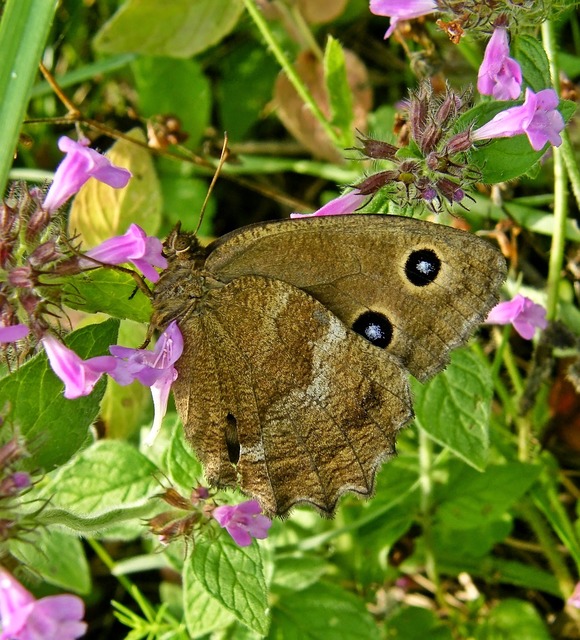 Minois dryas - fekete szemeslepke