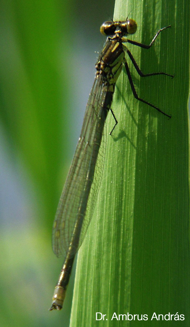 Erythromma najas - nagy pirosszemű-légivadász