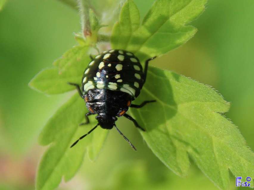 Nezara viridula - zöld vándorpoloska