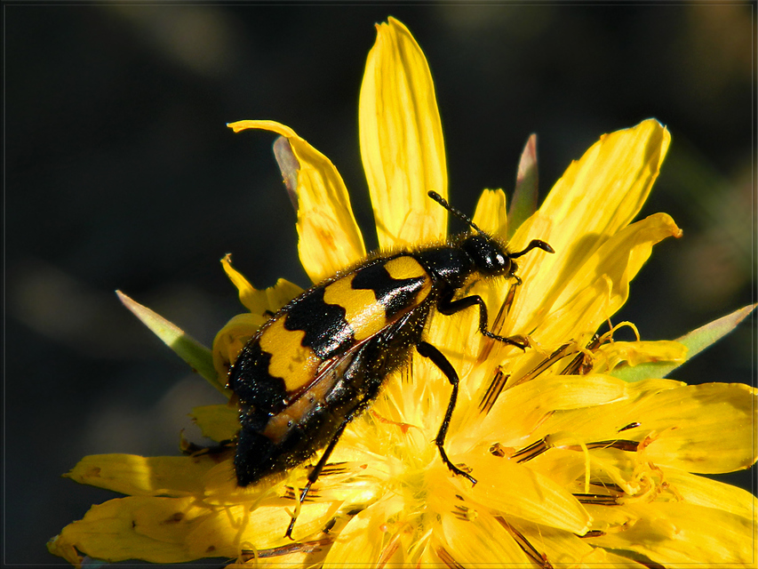 Mylabris variabilis - szalagos hólyaghúzó Mylabris variabilis - szalagos hólyaghúzó