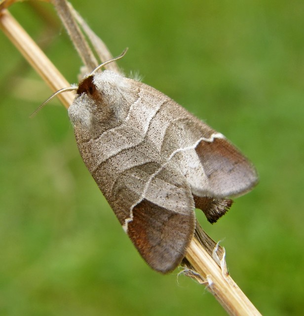 Clostera curtula - rövidszárnyú levélszövő