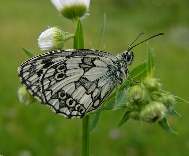 Melanargia galathea - sakktáblalepke