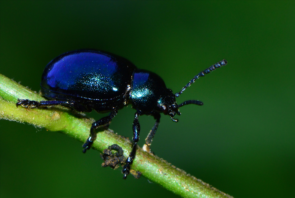 Chrysochus asclepiadeus - tündöklő méreggyiloklevelész