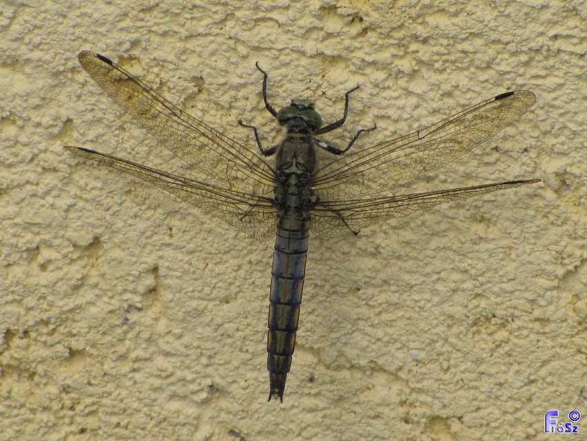 Orthetrum cancellatum - feketefarkú pásztorszitakötő