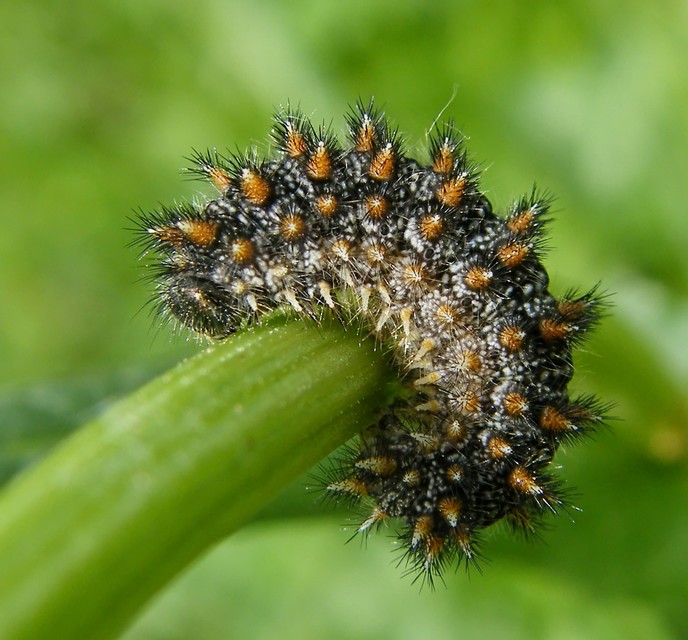 Melitaea phoebe - nagy tarkalepke