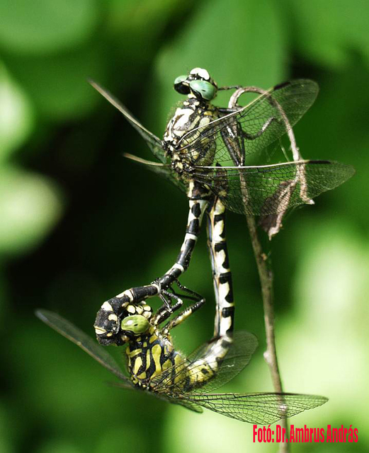 Onychogomphus forcipatus - gyűrűs folyami-szitakötő