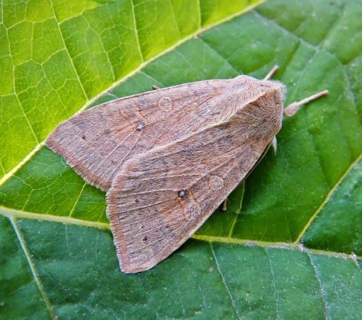 Cirrhia ocellaris - fakó sárgabagoly