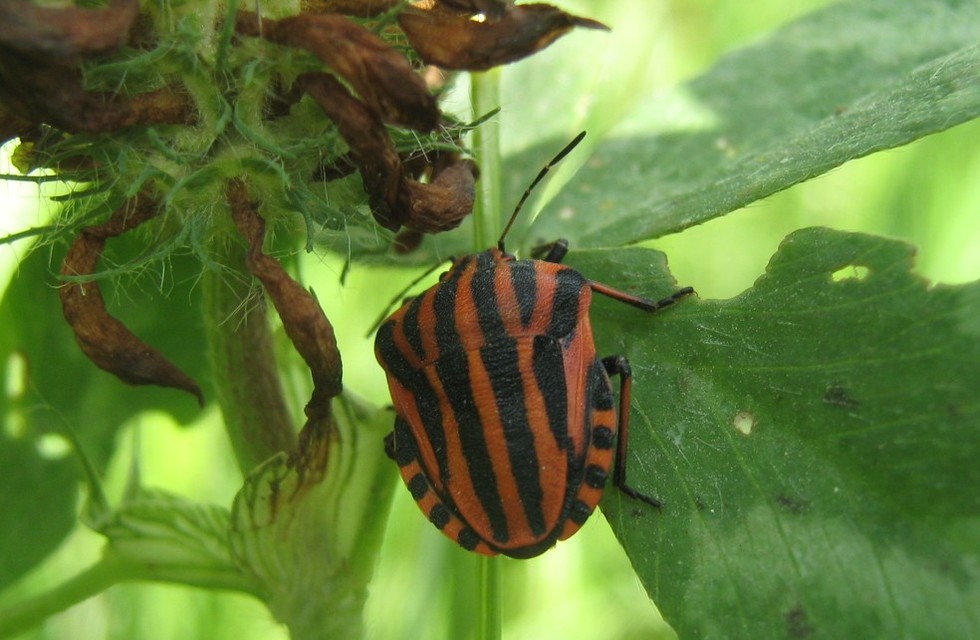 Graphosoma italicum - csíkos pajzsospoloska