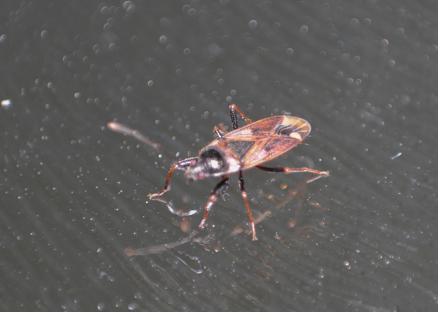 Eremocoris fenestratus - avarbodobács