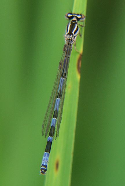 Coenagrion ornatum - díszes légivadász