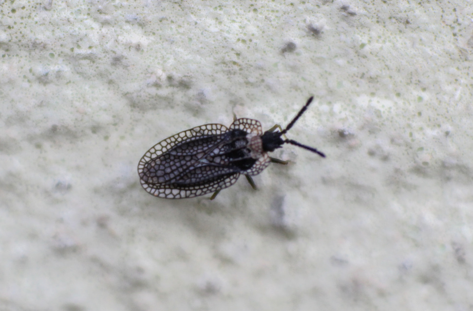 Kalama tricornis - virág-csipkéspoloska Kalama tricornis - virág-csipkéspoloska