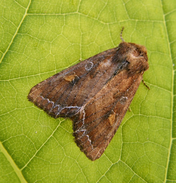 Lacanobia oleracea - saláta-kertibagoly