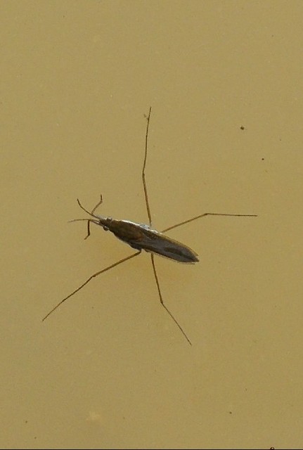 Gerridae - molnárpoloskák