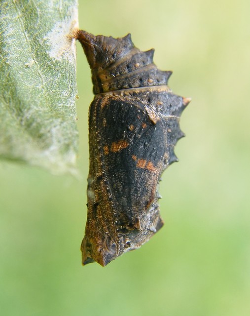 Araschnia levana - pókhálós lepke