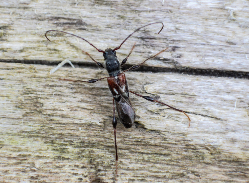 Molorchus minor - kis légycincér