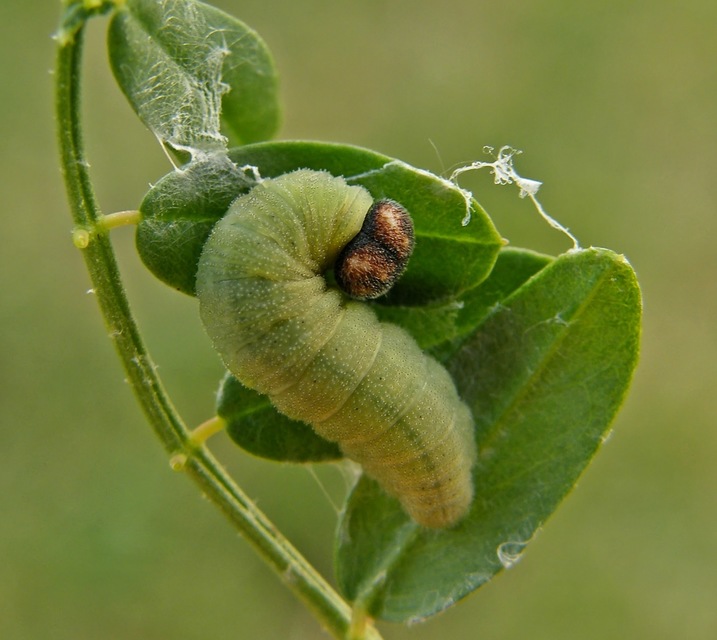 Erynnis tages - cigánylepke
