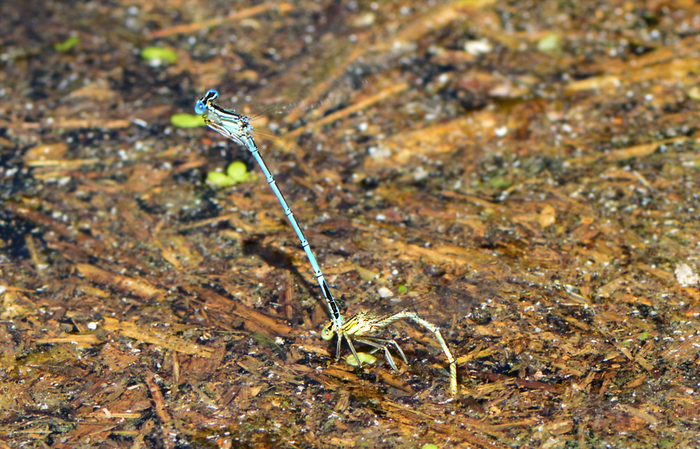 Platycnemis pennipes - széleslábú szitakötő
