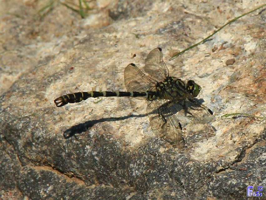 Onychogomphus forcipatus - gyűrűs folyami-szitakötő