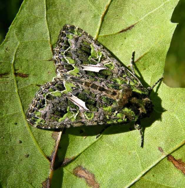 Trachea atriplicis - nyári zöldbagoly