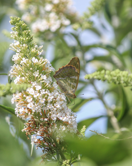 Argynnis paphia - nagy gyöngyházlepke