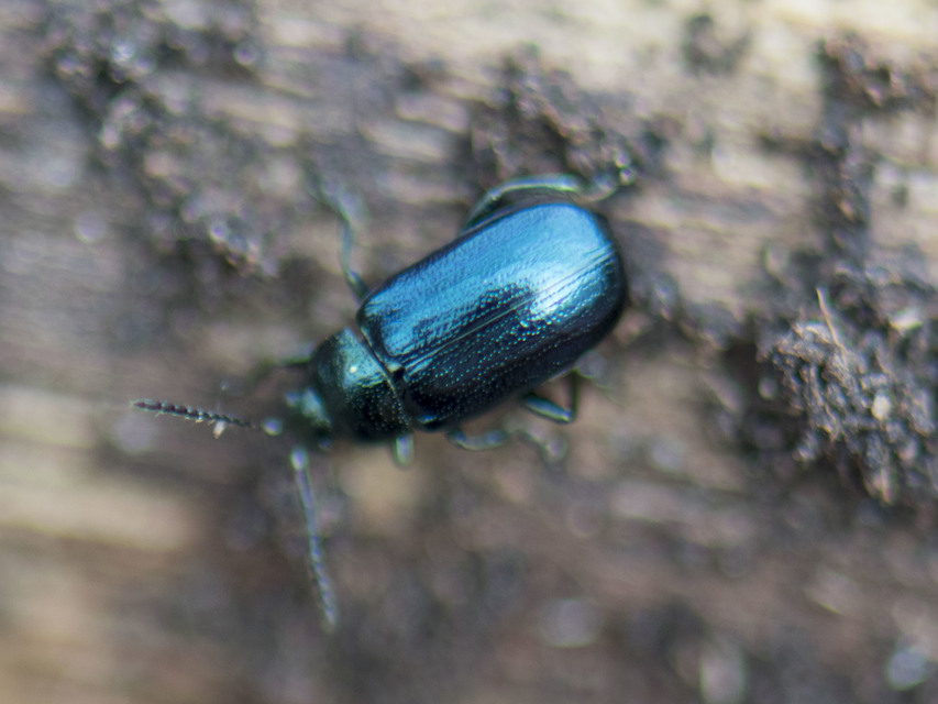 Phratora vulgatissima - közönséges fűzlevelész