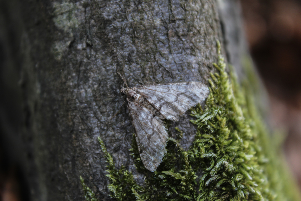 Agriopis leucophaearia - tölgy-tavasziaraszoló