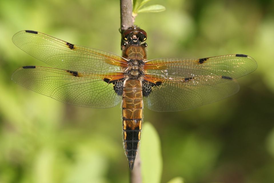 Libellula quadrimaculata - négyfoltos laposacsa