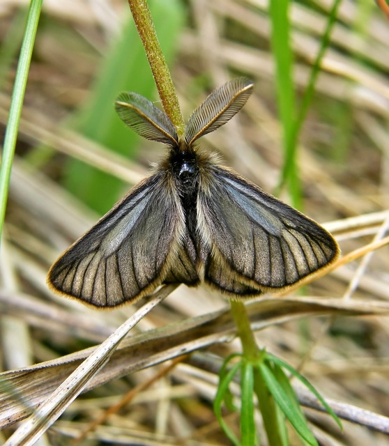 Pentophera morio - réti gyapjaslepke