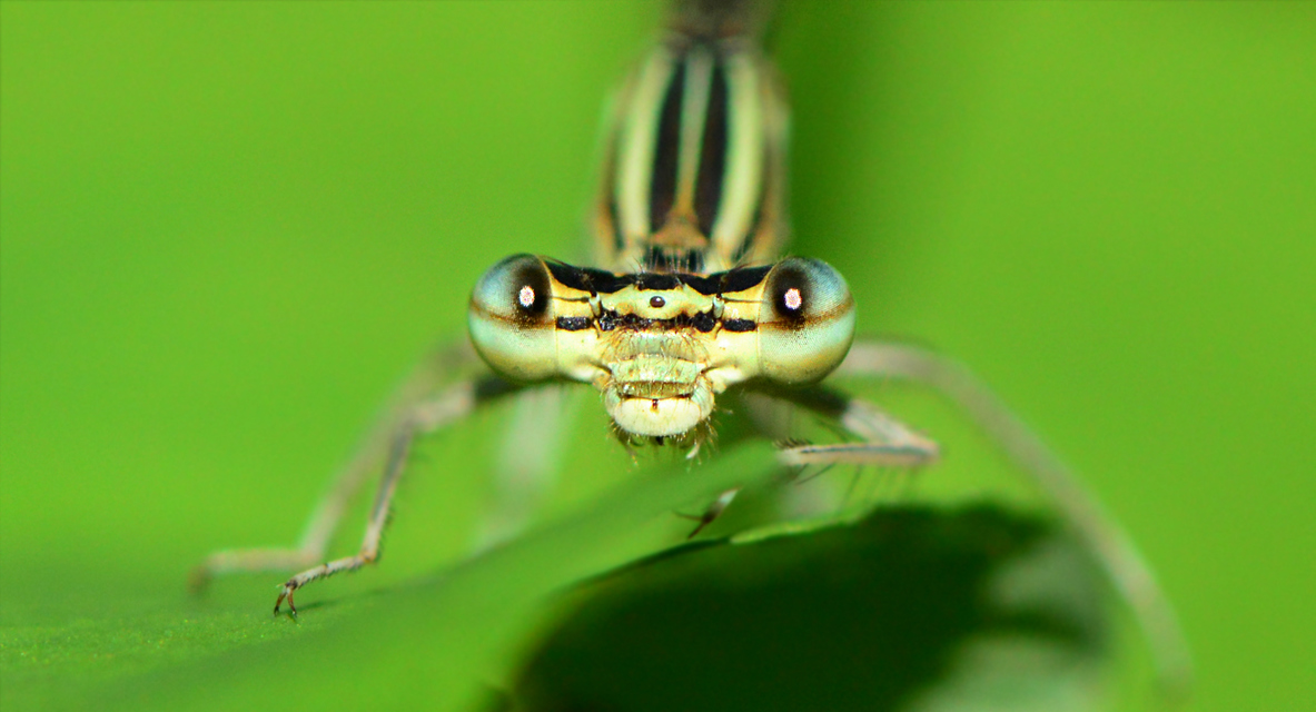 Platycnemis pennipes - széleslábú szitakötő