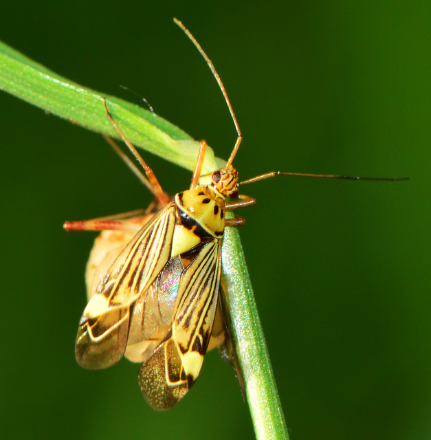 Rhabdomiris striatellus - zebra-mezeipoloska
