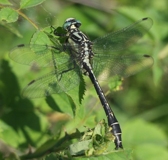 Gomphus vulgatissimus - feketelábú folyami-szitakötő