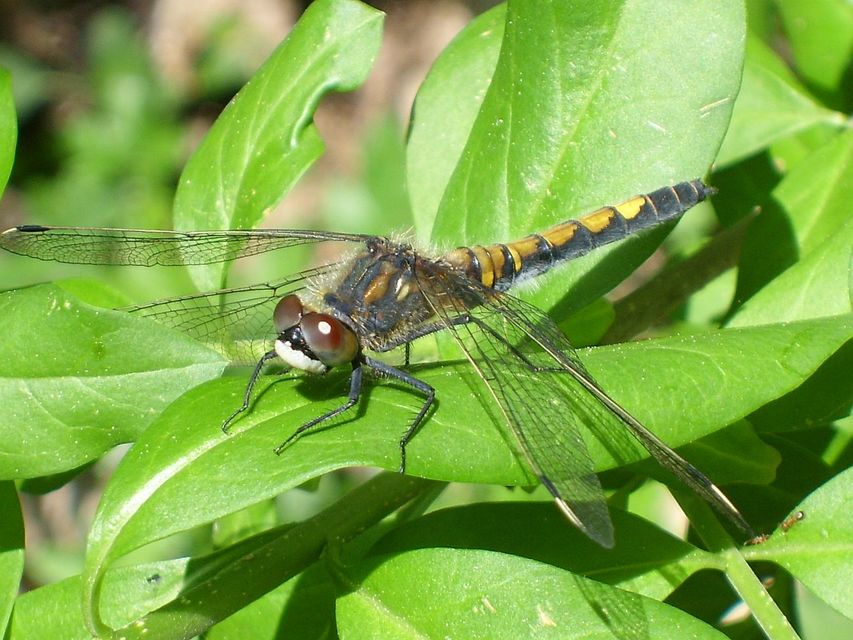 Leucorrhinia pectoralis - lápi álarcos-szitakötő