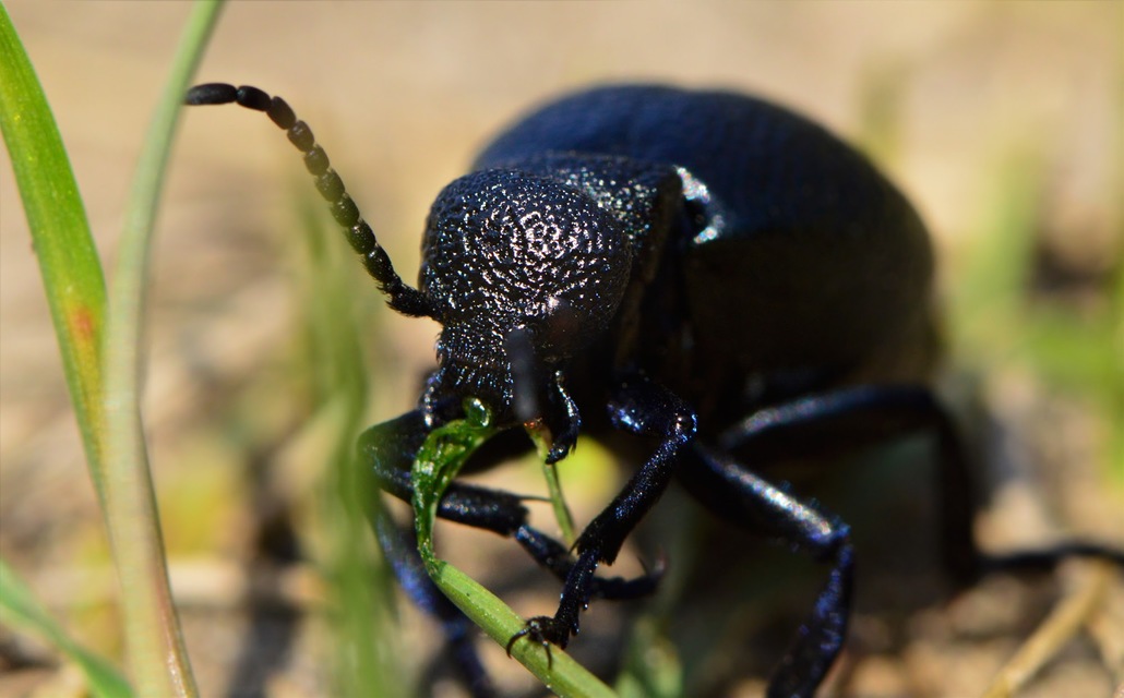 Meloe proscarabaeus - közönséges nünüke