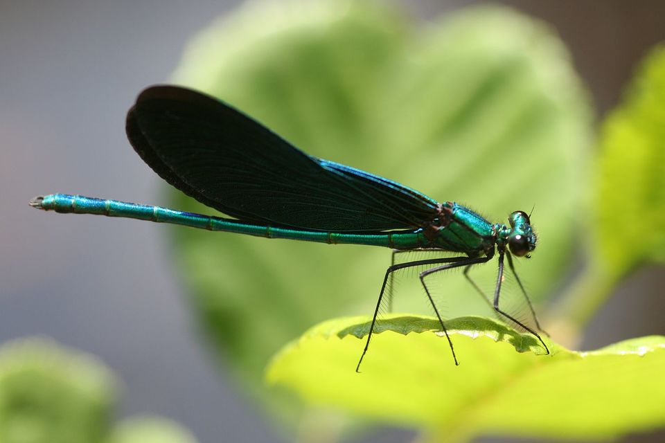 Calopteryx virgo - kisasszony-szitakötő