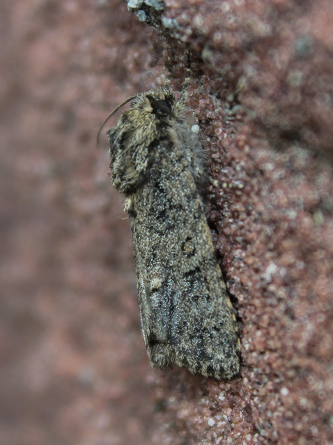 Acronicta rumicis - sóska-szigonyosbagoly Acronicta rumicis - sóska-szigonyosbagoly