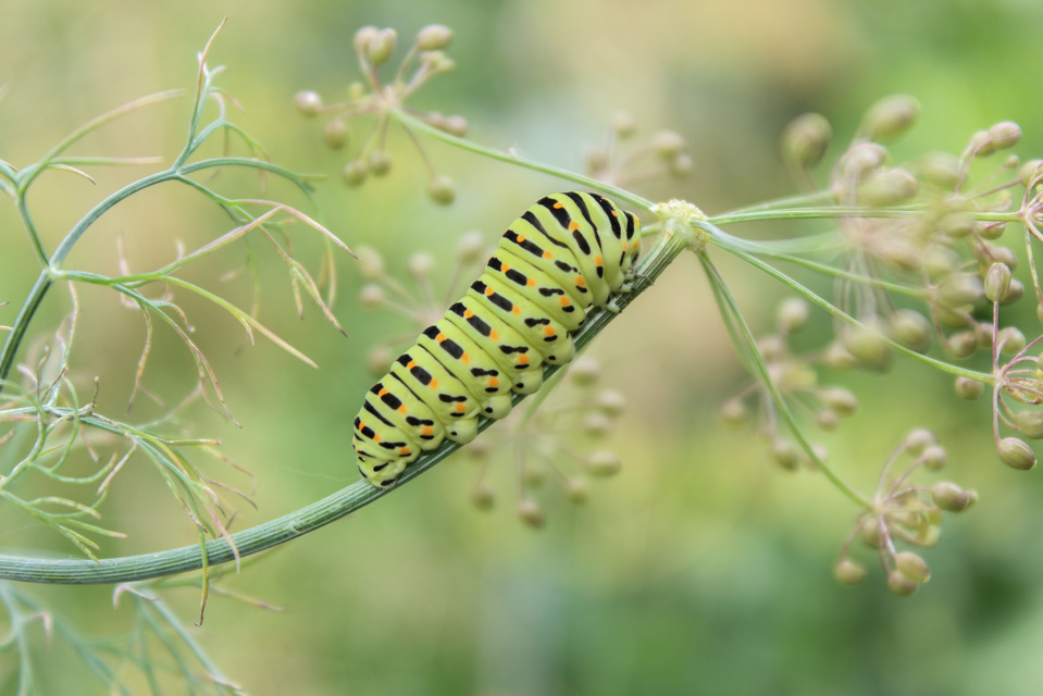 Papilio machaon - fecskefarkú lepke