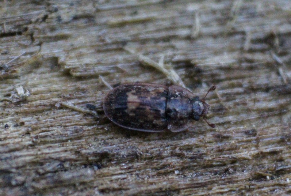 Soronia grisea - pettyegetett fénybogár Soronia grisea - pettyegetett fénybogár