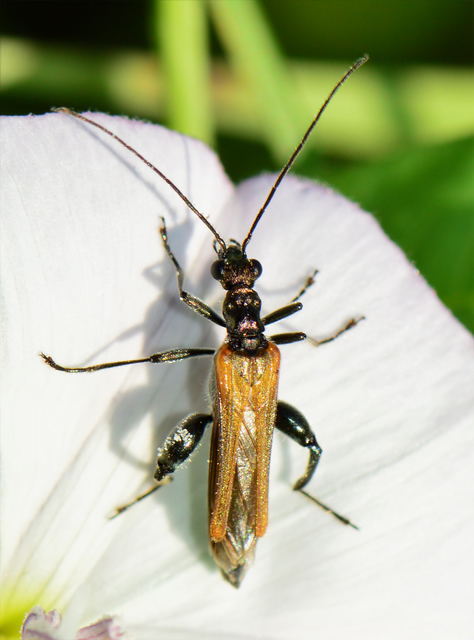 Oedemera femorata - sárgahátú álcincér