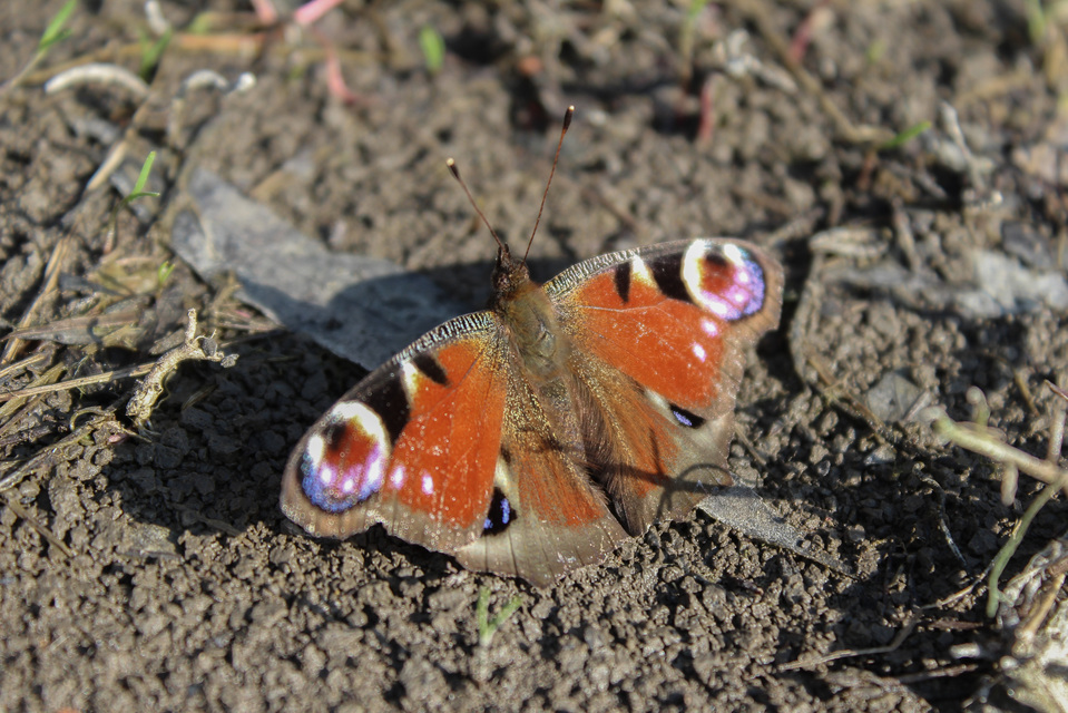 Nymphalis io - nappali pávaszem