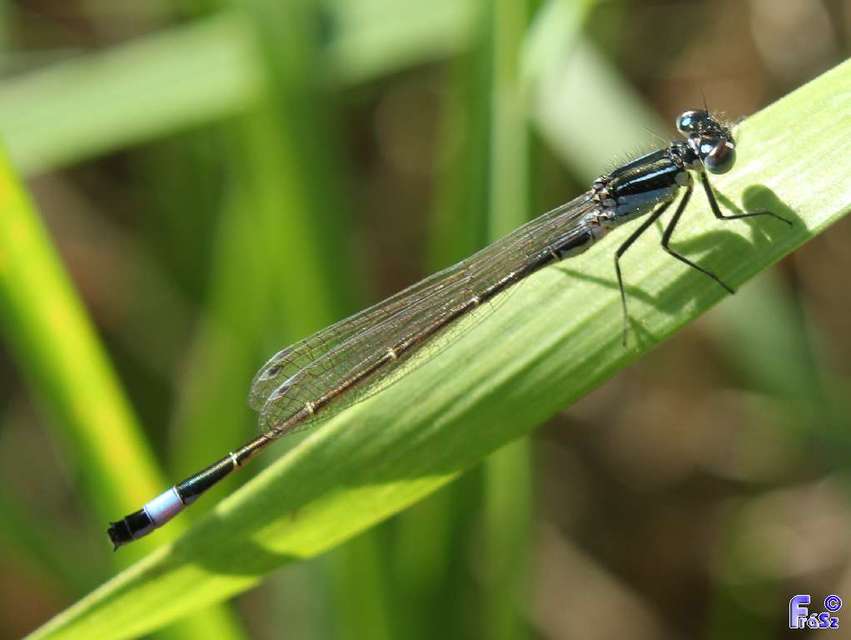 Ischnura elegans