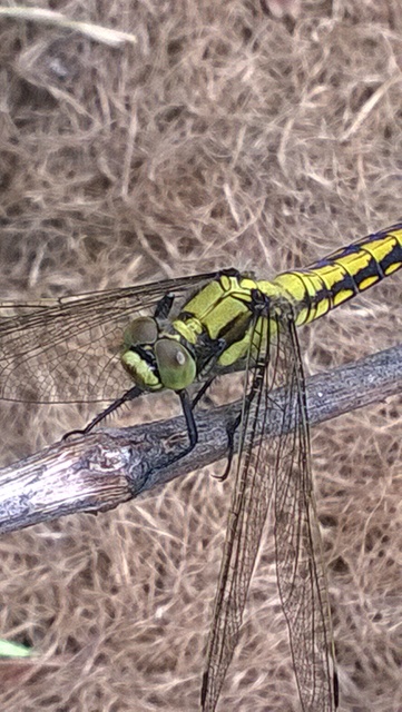 Orthetrum cancellatum - feketefarkú pásztorszitakötő