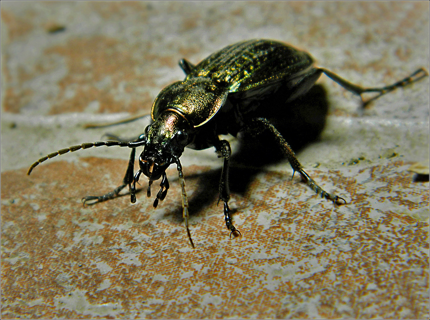 Carabus Carabus