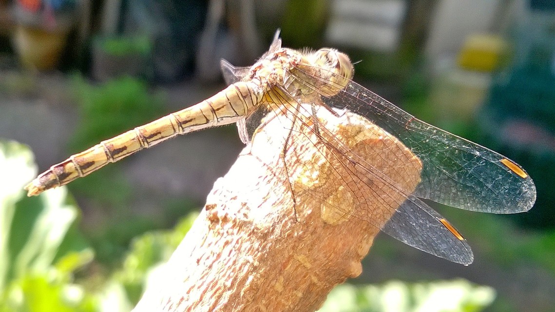 Sympetrum striolatum/vulgatum