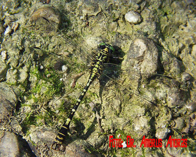 Onychogomphus forcipatus - gyűrűs folyami-szitakötő