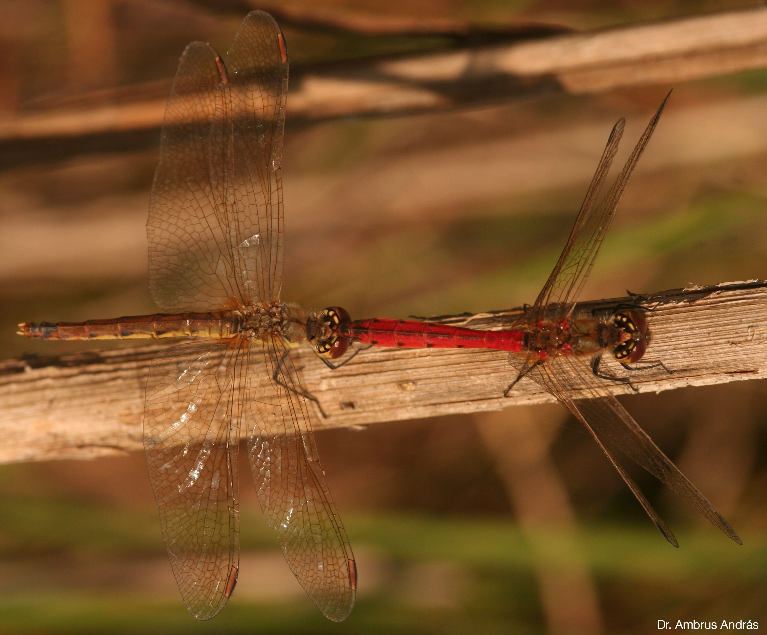 Sympetrum depressiusculum - ékfoltos katona-szitakötő