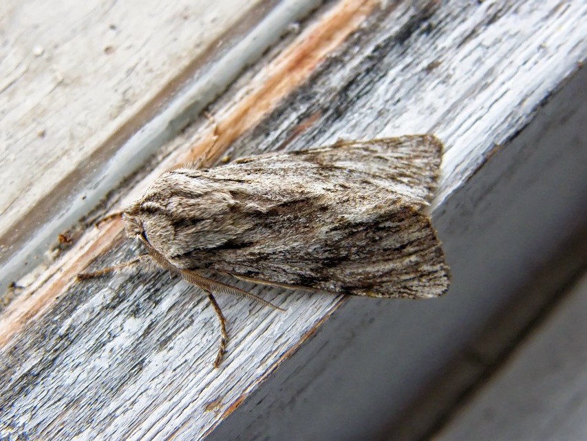 Asteroscopus sphinx - csillagnéző bundásbagoly