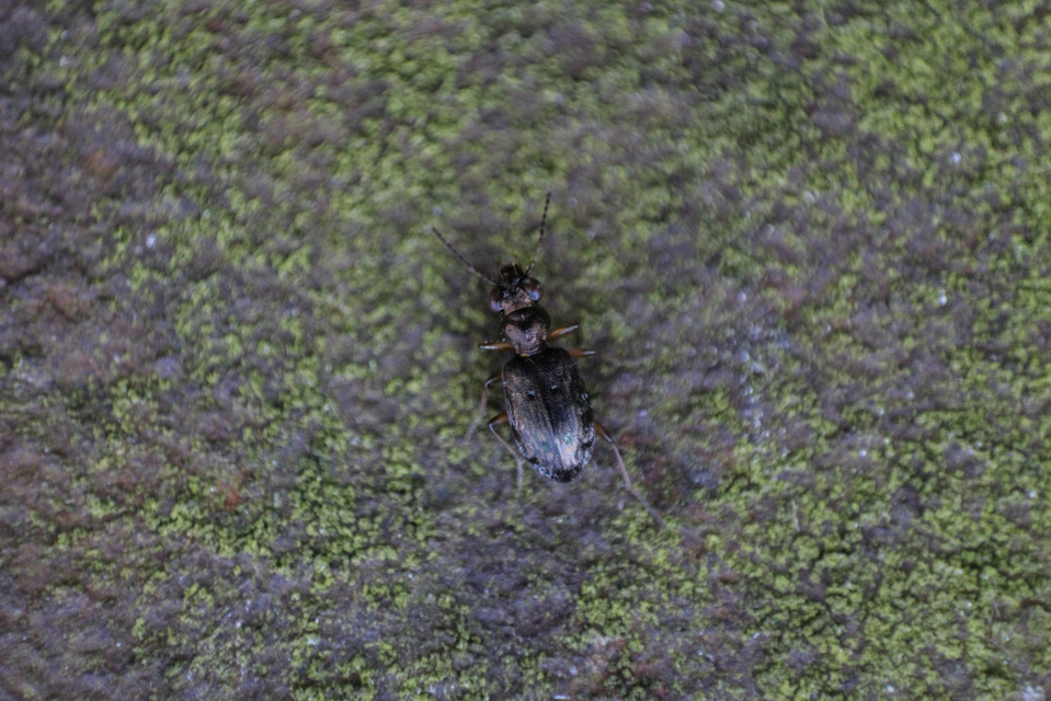 Asaphidion flavipes - közönséges sárfutó