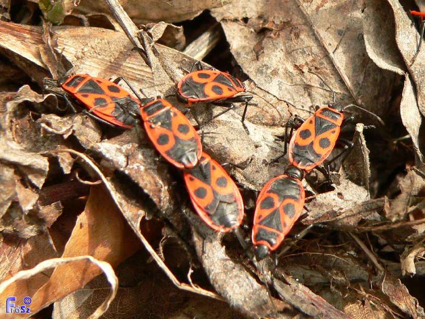 Pyrrhocoris apterus - verőköltő poloska
