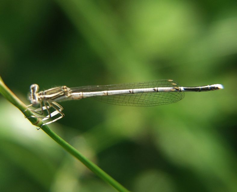 Platycnemis pennipes - széleslábú szitakötő